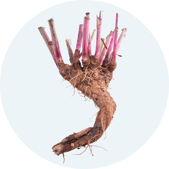 Chicory Root Fiber: